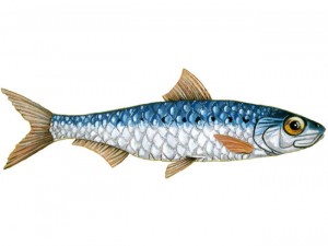 Sardine-poisson-dessin-Armel-Bonneron-650x488_reference